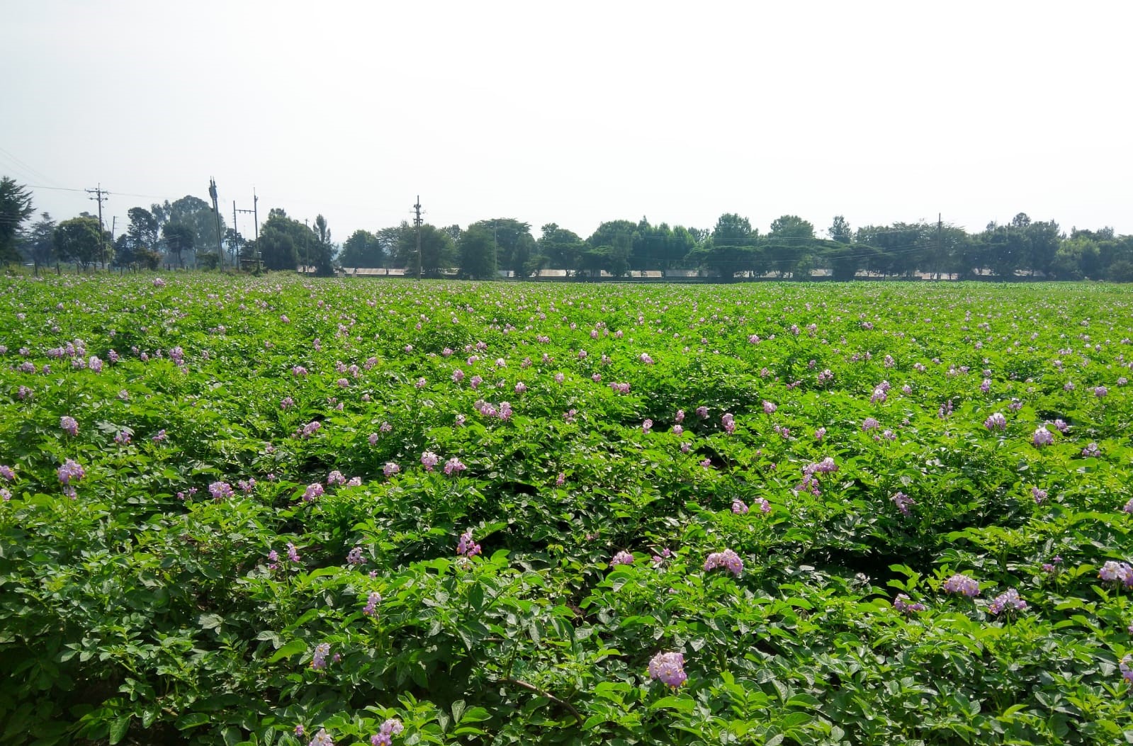 Shangi Potato Seeds