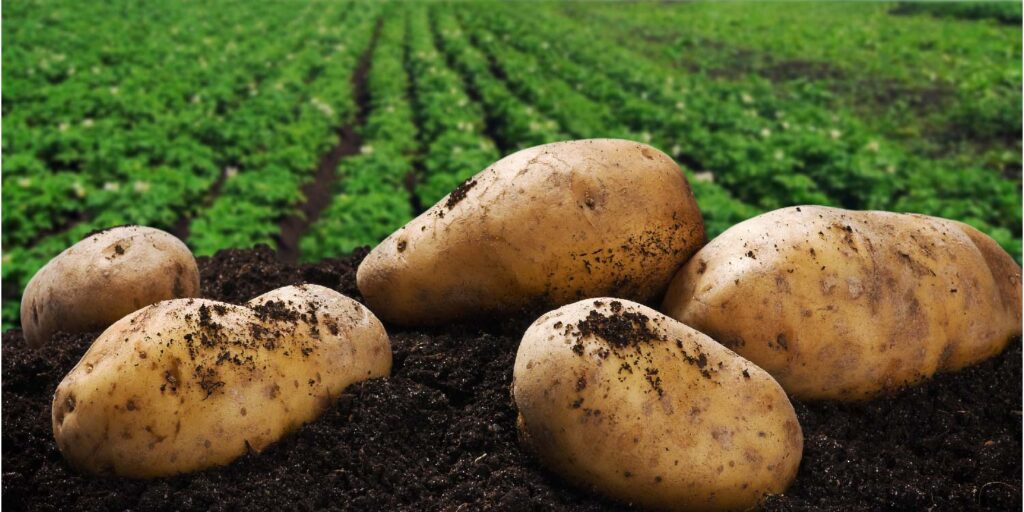 Shangi Potato Seeds