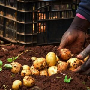 Shangi Potato Seeds